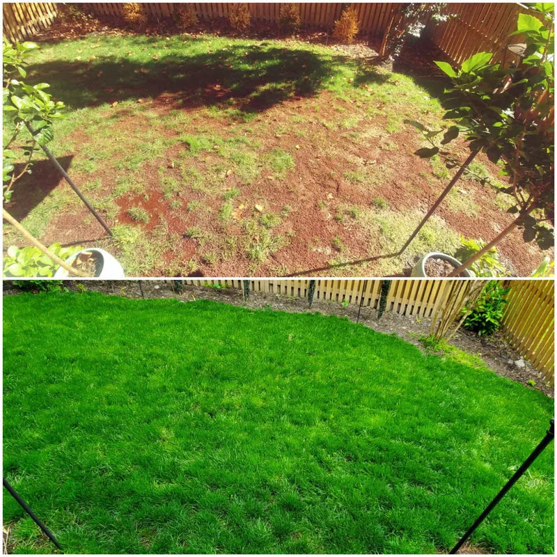 Premium 5000-Piece Zoysia Grass Seed
