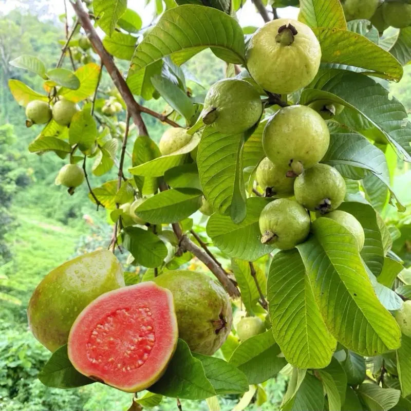 50 Seeds – Pink Guava Seeds for Planting – Suitable for Pots, Greenhouses, and Outdoor Gardens