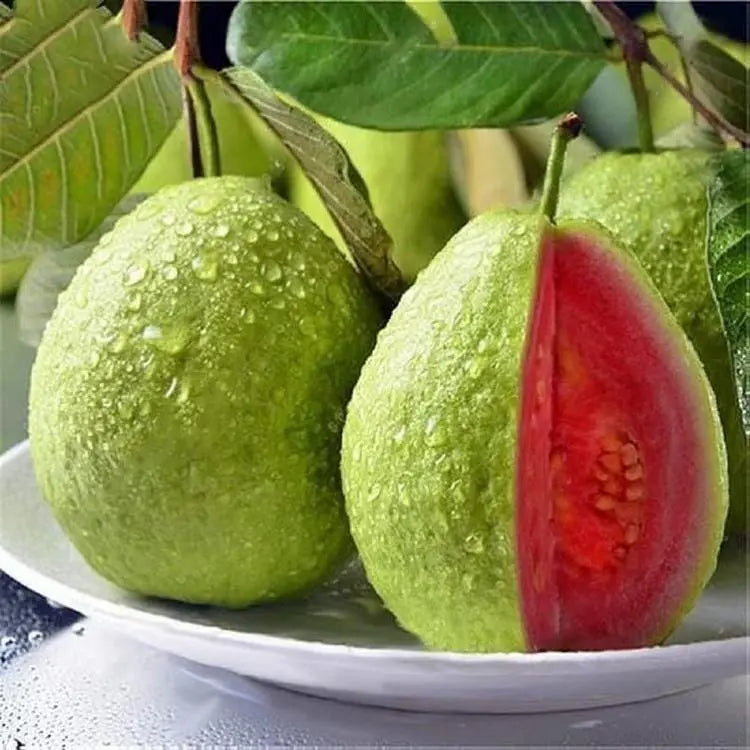 50 Seeds – Pink Guava Seeds for Planting – Suitable for Pots, Greenhouses, and Outdoor Gardens