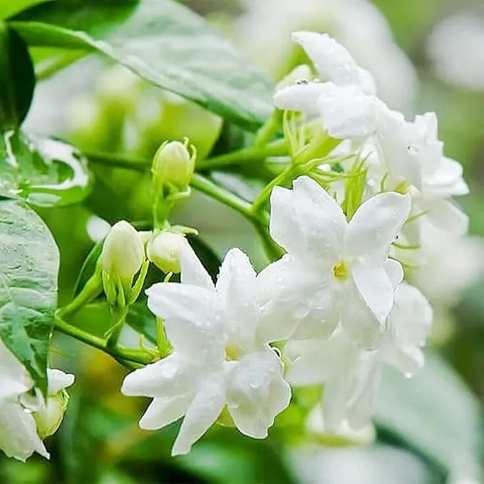 Jasmine Seeds (100+ pcs) – Non-GMO, Heirloom, Easy-to-Grow Perennial Garden Plant
