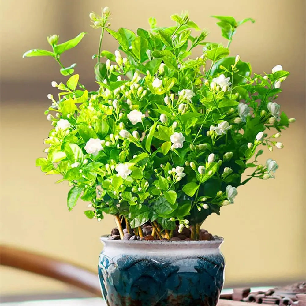 Jasmine Seeds (100+ pcs) – Non-GMO, Heirloom, Easy-to-Grow Perennial Garden Plant