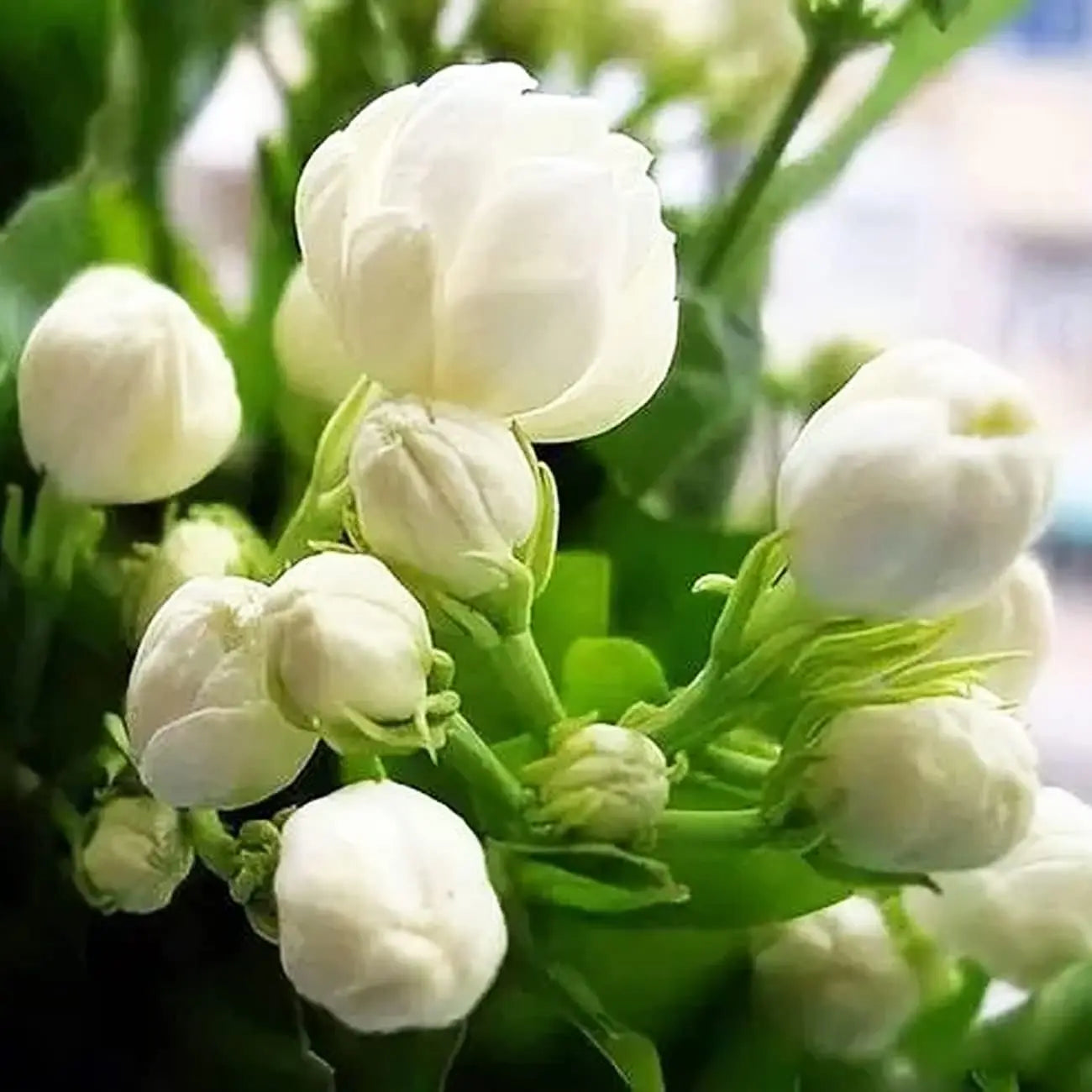Jasmine Seeds (100+ pcs) – Non-GMO, Heirloom, Easy-to-Grow Perennial Garden Plant