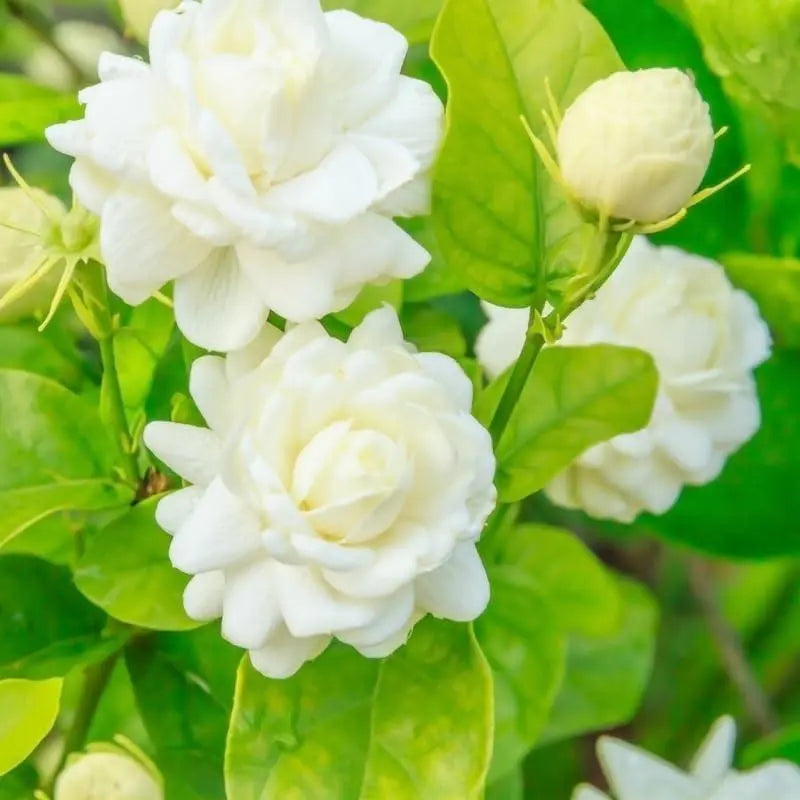 Jasmine Seeds (100+ pcs) – Non-GMO, Heirloom, Easy-to-Grow Perennial Garden Plant
