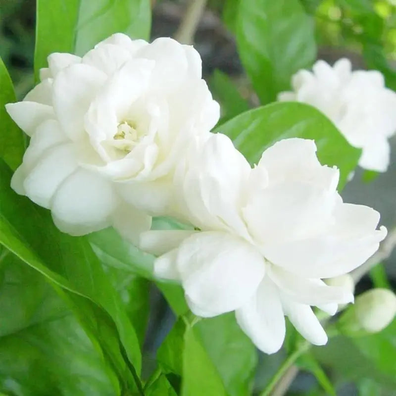 Jasmine Seeds (100+ pcs) – Non-GMO, Heirloom, Easy-to-Grow Perennial Garden Plant