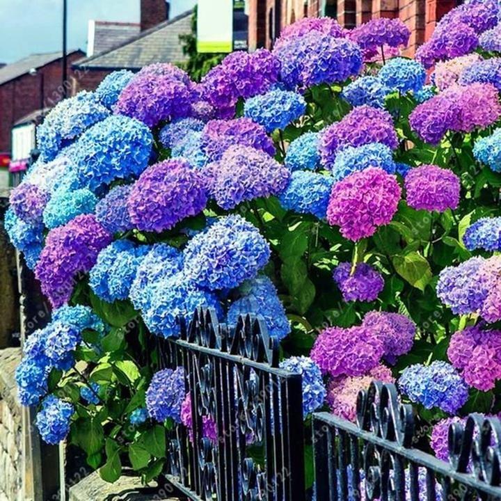 100pcs Blue Pink Purple Hydrangea - Beautiful and Hardy Perennial Flowers for Your Garden