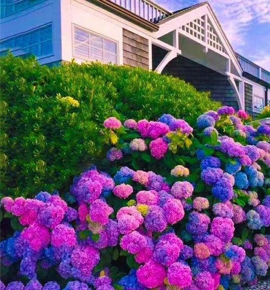 100pcs Blue Pink Purple Hydrangea - Beautiful and Hardy Perennial Flowers for Your Garden
