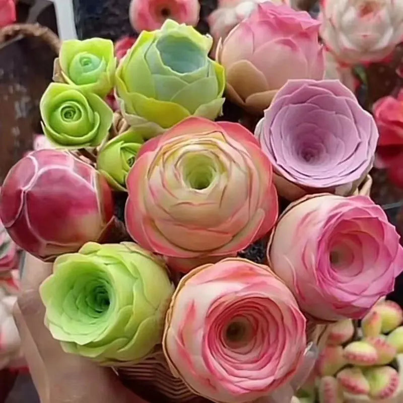 1000 Pcs Mixed Colors Succulent Rose Rare Succulent Plant Seed Group Multi-Headed Wine Glass Rose
