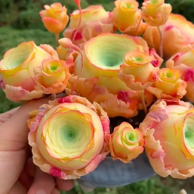 1000 Pcs Mixed Colors Succulent Rose Rare Succulent Plant Seed Group Multi-Headed Wine Glass Rose