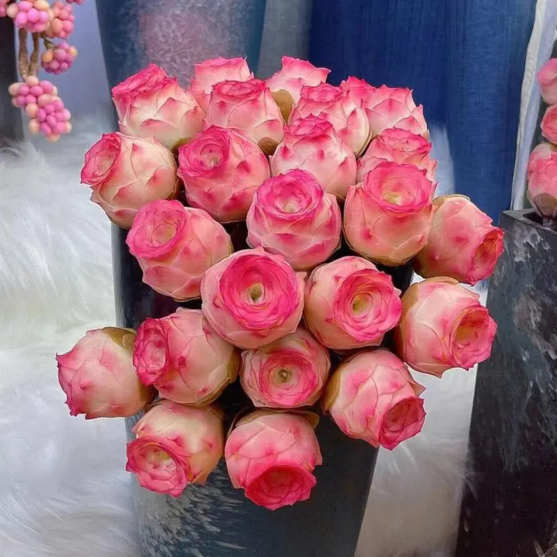 1000 Pcs Mixed Colors Succulent Rose Rare Succulent Plant Seed Group Multi-Headed Wine Glass Rose