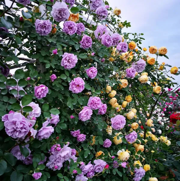 💐Last day clearance💐Heirloom Perennials Climbing Rose 1000 Seeds