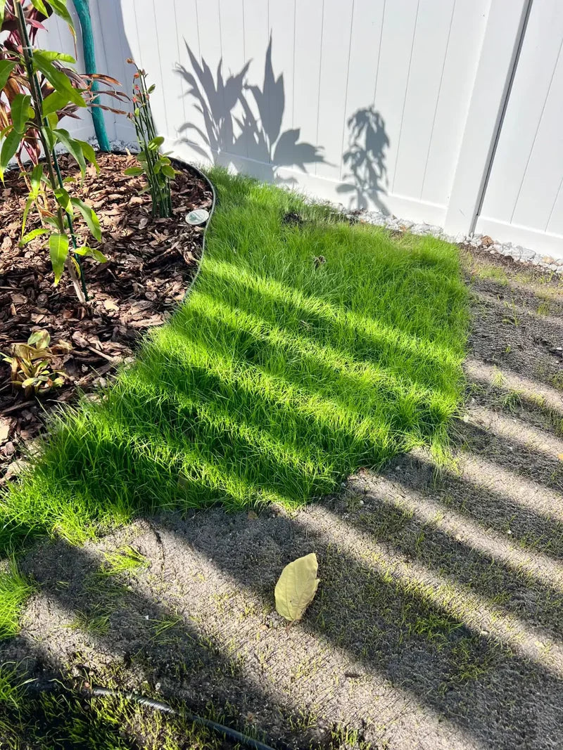 Premium 5000-Piece Zoysia Grass Seed