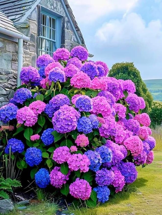 100pcs Blue Pink Purple Hydrangea - Beautiful and Hardy Perennial Flowers for Your Garden