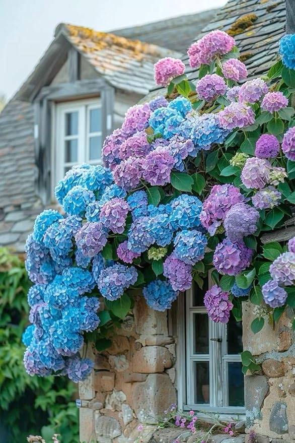 100pcs Blue Pink Purple Hydrangea - Beautiful and Hardy Perennial Flowers for Your Garden