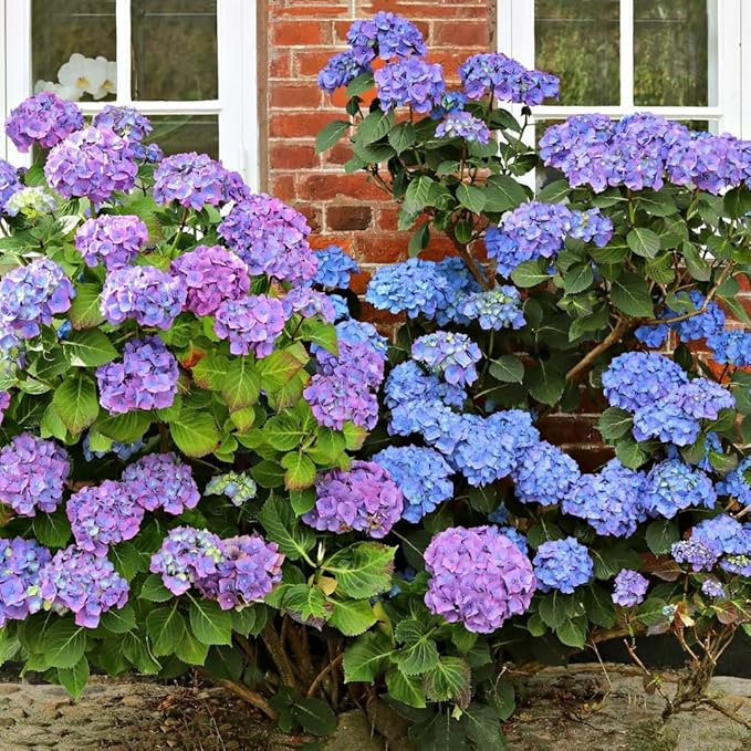 100pcs Blue Pink Purple Hydrangea - Beautiful and Hardy Perennial Flowers for Your Garden