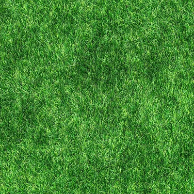 Premium 5000-Piece Zoysia Grass Seed