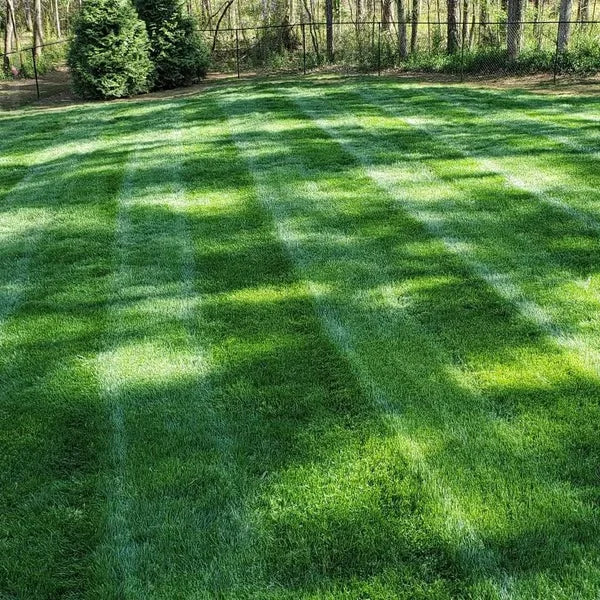 Premium 5000-Piece Zoysia Grass Seed