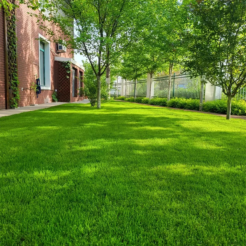 Premium 5000-Piece Zoysia Grass Seed